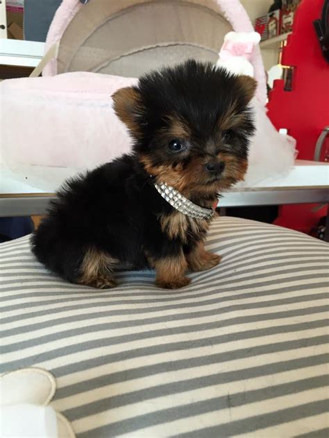 — buy one puppy today for $500 usd — get the second puppy for $300 usd —free shipping available today only — hurry!!! Female teacup Yorkie puppy | Junk Mail