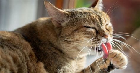 Cat Licking Paw Why Do Cats Lick Their Paws