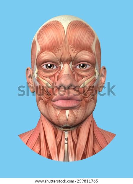 Face Anatomy Images Search Images On Everypixel