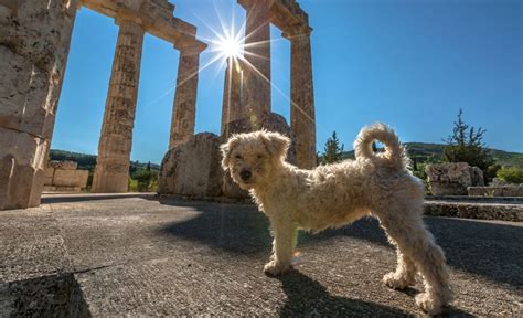 85 Greek Dog Names Traditional And Mytholigical