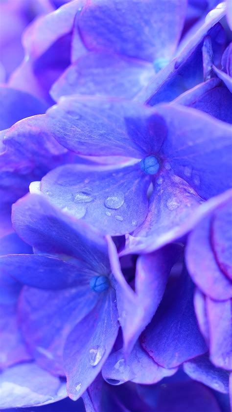 Wallpaper Beautiful Blue Hydrangea Flowers Macro Photography Dew