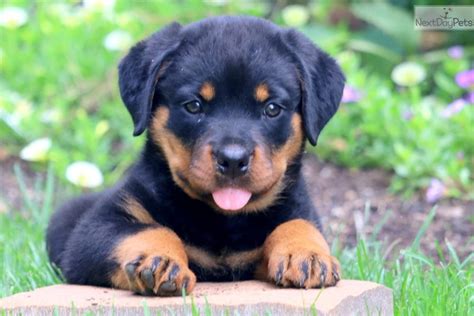 Joy: Rottweiler puppy for sale near Lancaster, Pennsylvania. | 82a902cd-7ca1