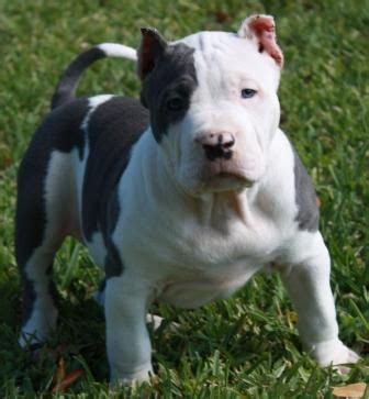 Looking for pitbull puppies for sale? EmpireBully.com American Bullys XXL Pitbulls Blue Pitbulls ...