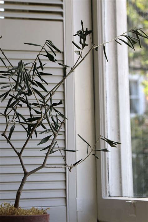 Otrzymaj 19.753 s stockowego materiału wideo branches of a dead olive z 29.97 kl./s. The Novice Gardener: Help, Can This Olive Tree Be Saved ...