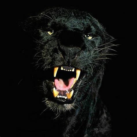 Pengisian Khodam Macan Kumbang Macan Kumbang Black Panthers Panther