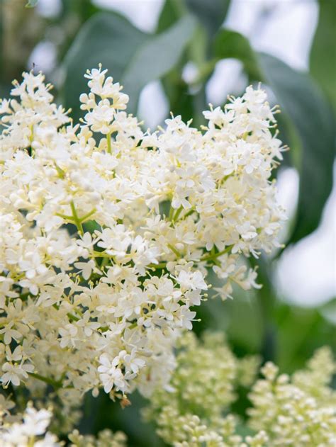 Learn About The Beautiful Japanese Tree Lilac Mulhalls Japanese Tree White Flowering Trees