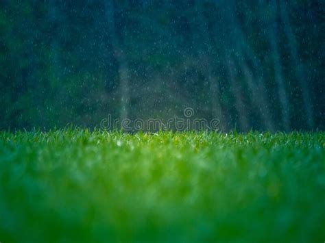 Wet Grass In The Spring Rural Sceney Of A Green Field Water Droplets