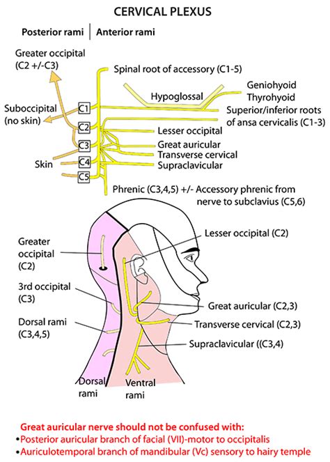 Instant Anatomy Head And Neck Nerves Somatic Nerves Cervical Plexus