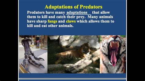 Adaptations Of Predator And Prey Youtube