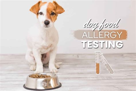 How To Test Your Dog For Food Allergies