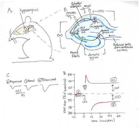 Hippocampal Synaptic Plasticity Download Scientific Diagram