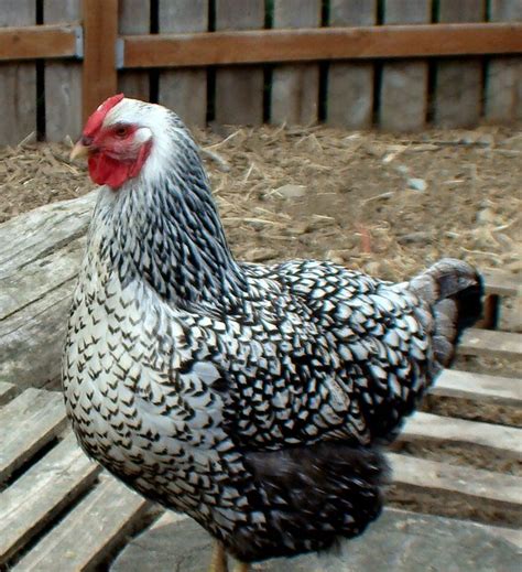 Silver Laced Wyandotte Flickr Photo Sharing