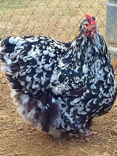 english black and white mottled orpington hen types of chickens keeping chickens chickens and