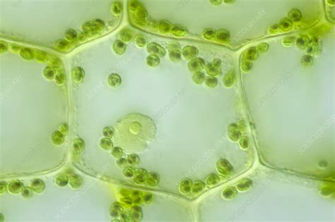 Chloroplasts In Elodea Cells Light Micrograph Stock Image C038