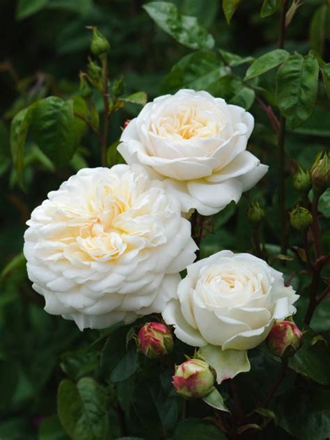 The Most Fragrant Roses For Your Garden Hgtv Fragrant Roses David