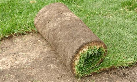 It might affect your lawn too if the sod comes from a it can't be laid over existing growth. How to Lay Sod Over Existing Lawn - Best Manual Lawn Aerator