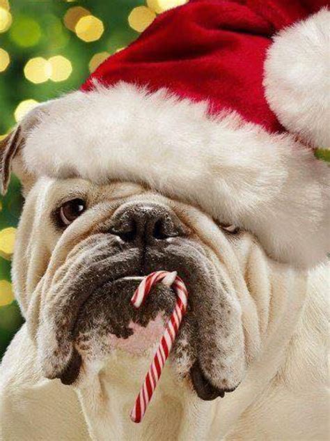Merry Christmas Bulldog Bulldog Puppies Christmas Dog