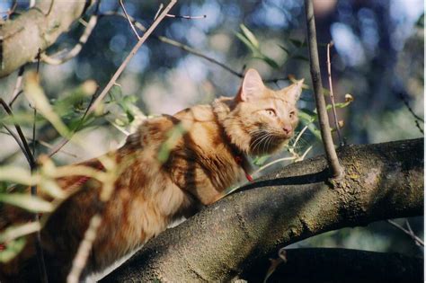 It's every cat owners nightmare. Other things to do to help find your lost cat - ScaredyCats