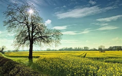 Landscape Summer Field Trees Nature Wallpapers Hd Desktop And