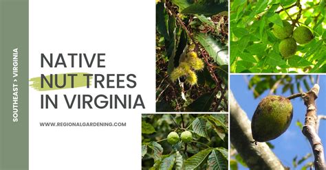 9 Common Nut Trees In Virginia Pictures And Identification Regional