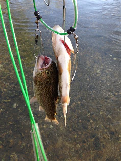 Pin By James Henderson On Fly Fishing Fun Trout Fishing Fish Fly