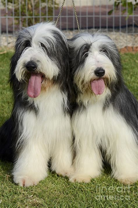 The purpose of this page is to promote discussion of the collie breed or general canine topics. Bearded Collie Photograph by Amir Paz