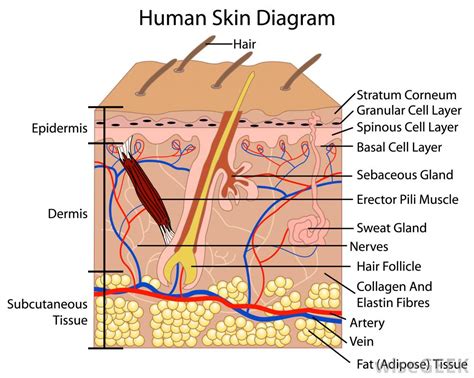 See pictures of the human body stock video clips. Skin layer diagram