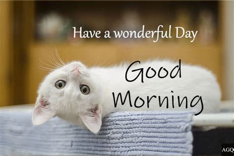 21 Good Morning Cat Images And Pictures