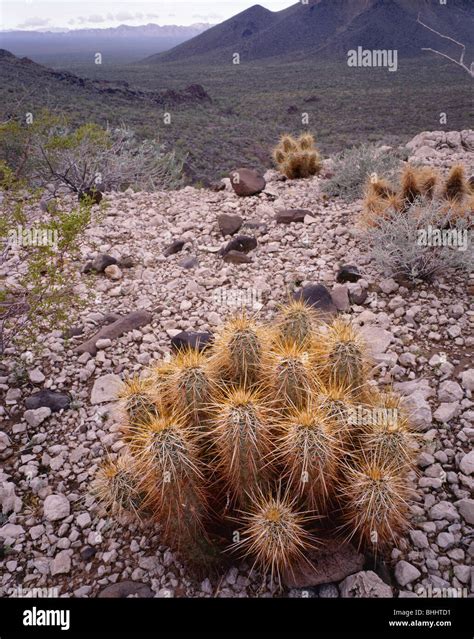 Arizona Hedgehog Cactus A Charlie Bell Passano In Cabeza Prieta Gioco