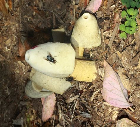 Ravenels And Other Stinkhorn Fungi