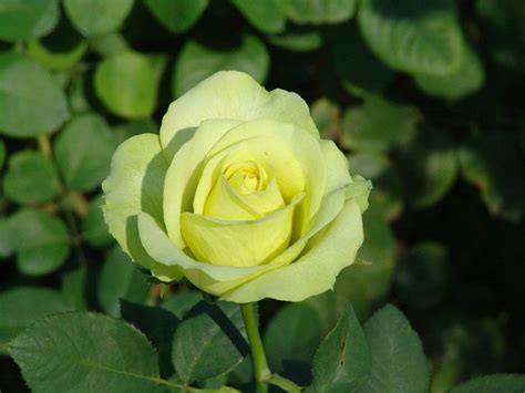 Irish Luck Ludwigs Roses Rosa Verde Flores Verdes Rosas