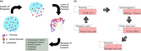 Platelet Content And Preparation Of Pooled Human Platelet Lysate