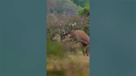 Red Deer Mating Youtube