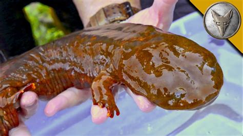 Giant Salamander Found Youtube