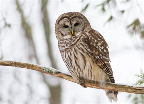 How To Bar Barred Owls Save The Redwoods League