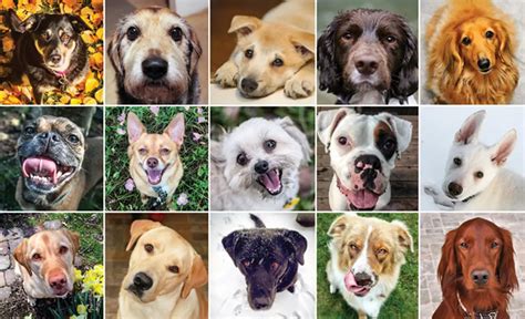 Can You Pass This Dog Breeds Quiz Answers My Neobux Portal