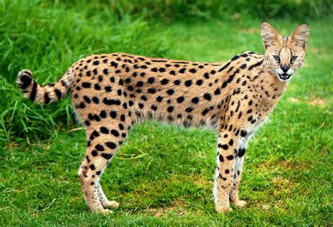 Amazing Things About Servals Animal Encyclopedia