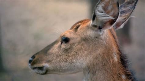 Research Reveals Globe Trotting History Of Sika Deer