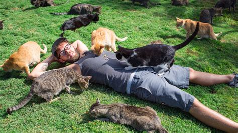This Hawaii Cat Sanctuary Is Home To More Than 600 Kitties Mental Floss