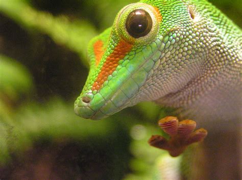 Filephelsuma Gecko Wikimedia Commons