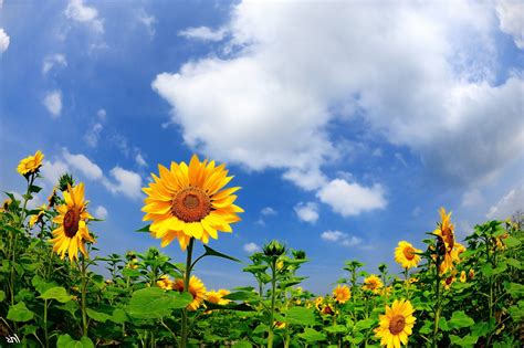 Sunny Flowers Sunflowers Under Blue Sky Phone Wallpapers