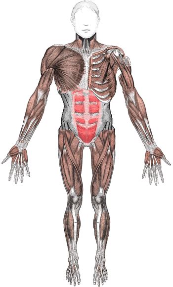 Muscular System Blank Diagram