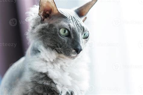 Portrait Of Donskoy Sphynx Cat At Home 16237905 Stock Photo At Vecteezy