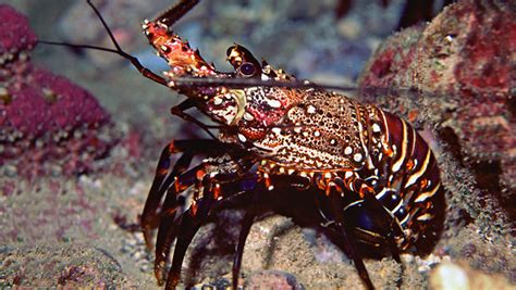 Waikīkī Aquarium Hawaiian Spiny Lobster