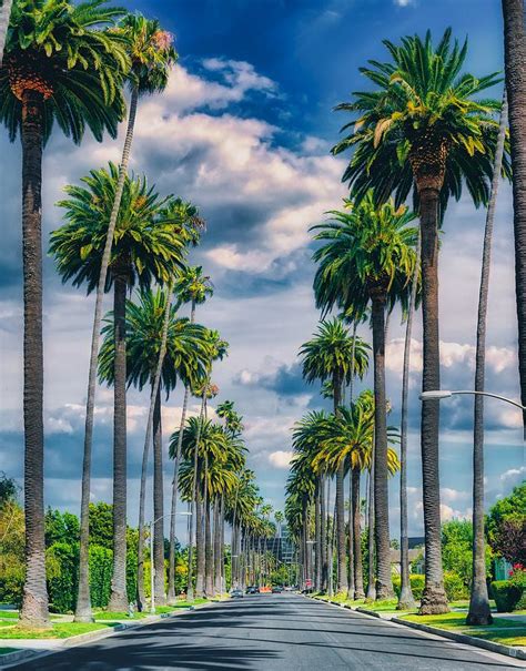 Palm Tree Lined Street Beverly Hills Photograph By Mountain Dreams