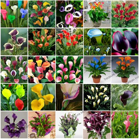Maybe you would like to learn more about one of these? 49+ Types Of Calla Lily Pics - Garden World