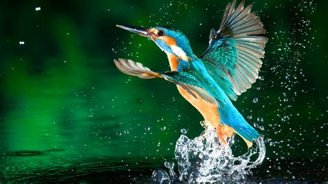 44 Birds 1080p Wallpapers WallpaperSafari