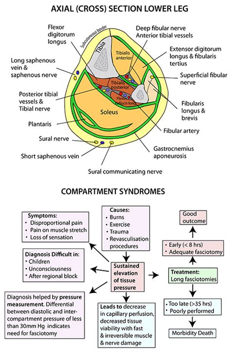 Instant Anatomy Lower Limb Areasorgans Lower Leg Anterior