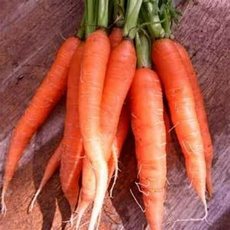 Organic Scarlet Nantes Carrot Seed 1 Oz ~18200 Seeds Non Gmo Open