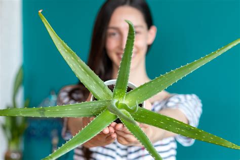 An Aloe Killers Guide To Thriving Aloe Vera Plants Gardenstead